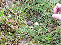DSCF0440.JPG