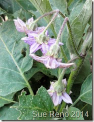 Sue Reno, Eggplant Flowers Sue Reno, Eggplant Flowers
