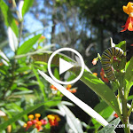 MVI_0900.MOV