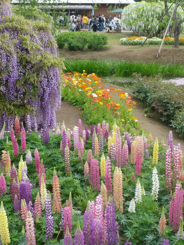 حديقة زهرة الحب Ashikaga-flower-park-20%255B3%255D
