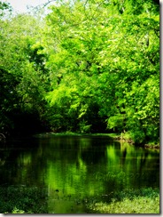 The Creek