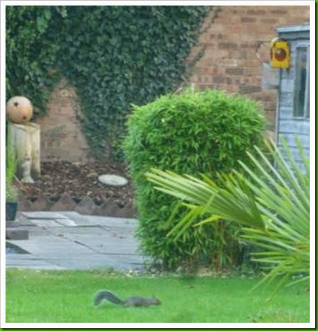 Castle Greysquirrel Castle Greysquirrel