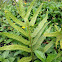 Lauae fern