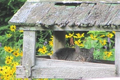 mama kitty in birdfeeder 7.23