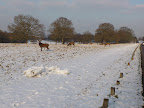 Deer in Richmond Park