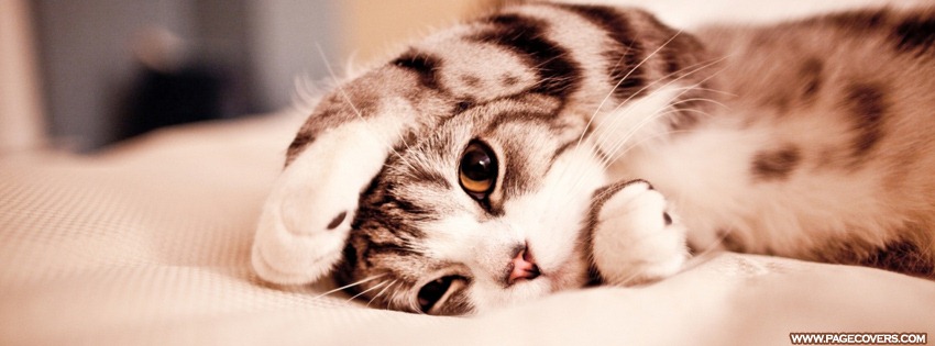 [cute_lazy_kitten_cat%255B6%255D.jpg]