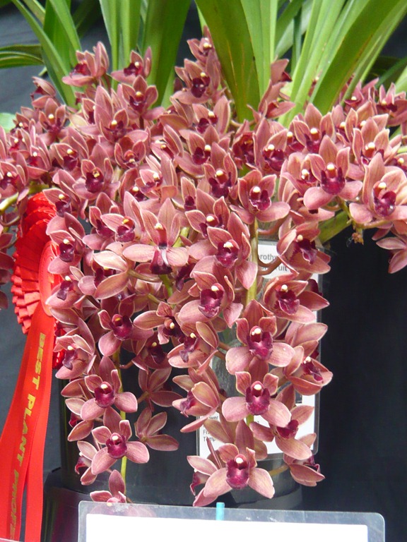 [orchids1%255B4%255D.jpg]