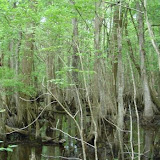 4 Holes Swamp 009.jpg