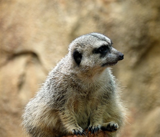 [animals-worried-face-13%255B2%255D.jpg]