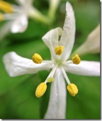 SueReno_BoydBigTreePreserve_HoneysuckleBlossom_2