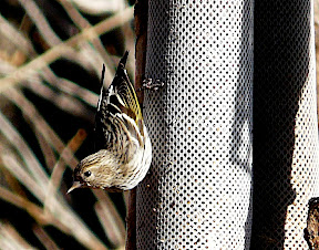 Pine Siskin 2/14/09 for the Great Backyard Bird Count