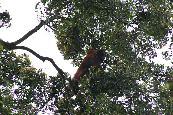 Orang-outan femelle dans la canopée. Sukau, lot n°2. 5 août 2011. Photo : J.-M. Gayman