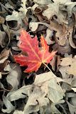 2011-10-22 18.01.21.jpg