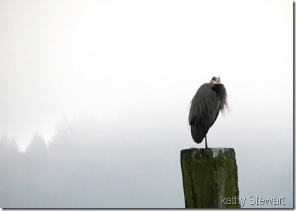 Heron on a post