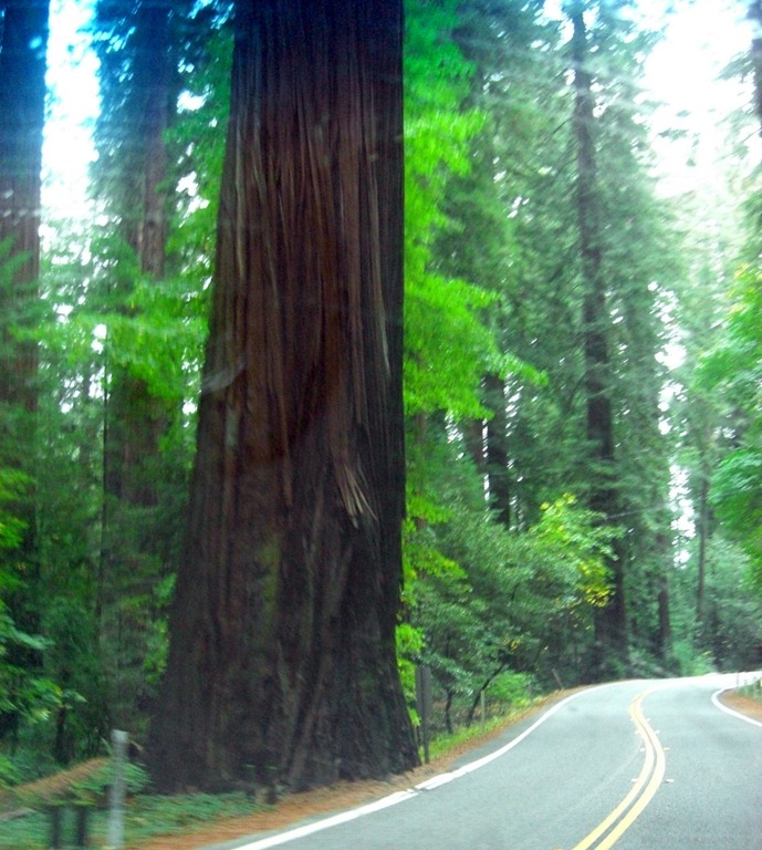 [Redwoods%2520%252815%2529%255B4%255D.jpg]