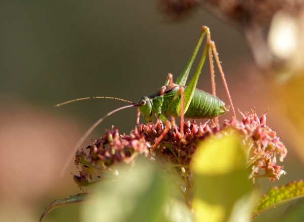 speckled_bush_cricket_11_09_16_longfield_036