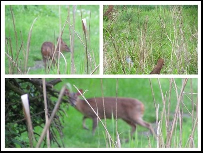 K Deer and Stoat