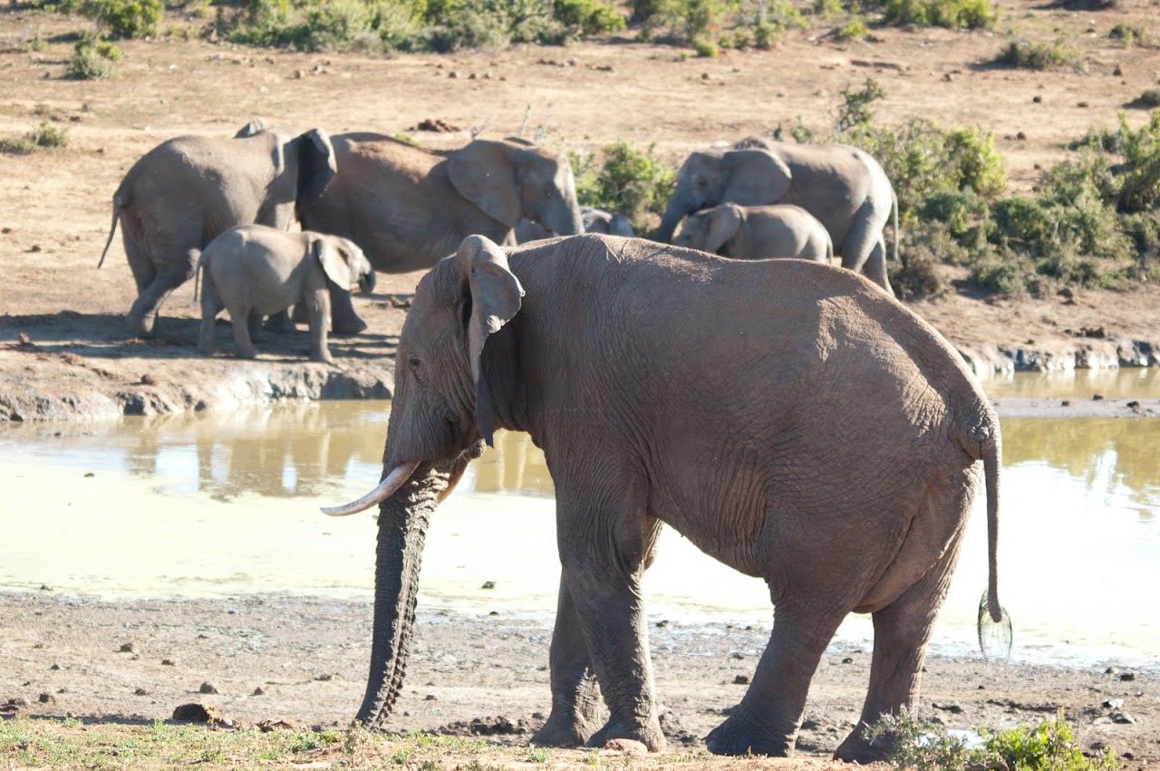 Elephants at Addo