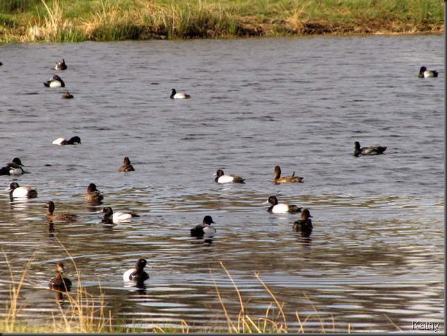 Lesser Scaup in the bay