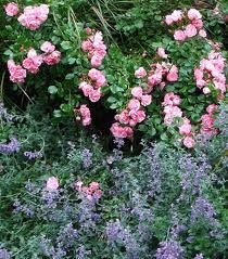 [catmint%2520with%2520rose%255B2%255D.jpg]