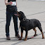 Rottweiler hodowla szczenięta Toro Negro -019.JPG