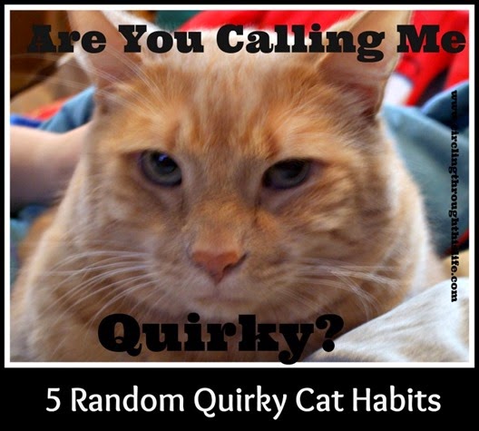 Quirky Cat Habits from Circling Through This Life