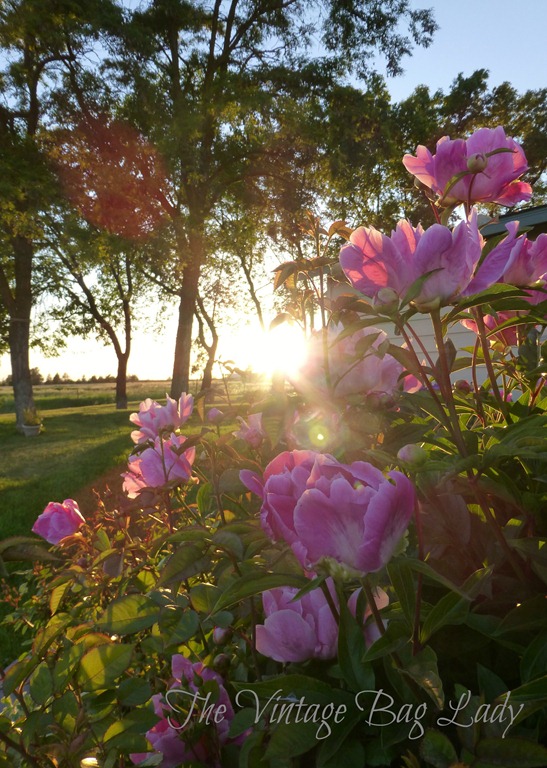 [the%2520plate%2520flowers%2520036%255B8%255D.jpg]