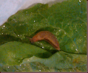 slug on leaf
