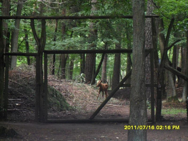 Mazury 2011 i Zoo 136_800x600.JPG