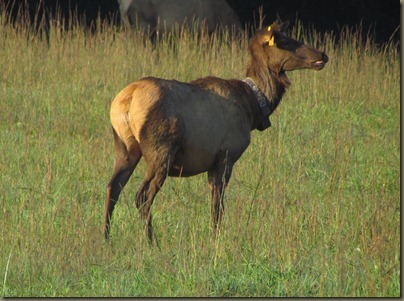 Elk at  Cataloochee Valley