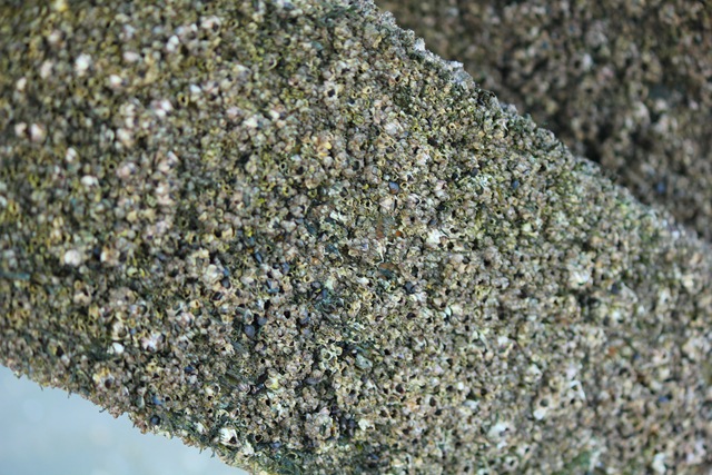 [Pier3Barnacles%2520%25281%2520of%25201%2529%255B4%255D.jpg]