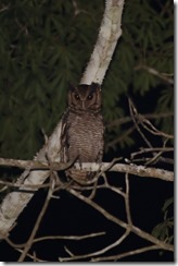 Fraser’s Eagle-Owl 