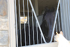 Likewise!  You know, my dear horse, I've been thinking a lot about you and I jumped into the Kawasaki to pay you a visit.