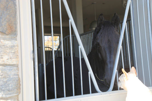 Likewise!  You know, my dear horse, I've been thinking a lot about you and I jumped into the Kawasaki to pay you a visit.