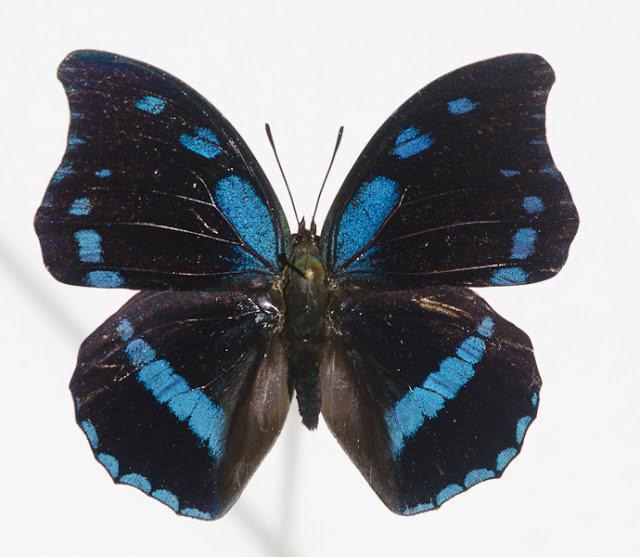 Charaxes doubledayi AURIVILLIUS, 1898, mâle. Ebogo, avril 2013. Coll. et photo : C. Basset