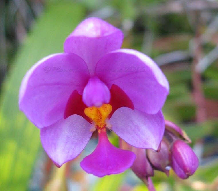 [04-10-ground-orchids%255B4%255D.jpg]