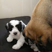 puppen 6 weken 010.jpg