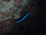 _6121576.JPG