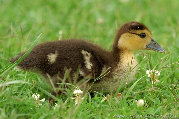 filhotes-patos-fofos-pequenos-desbaratinando (15)