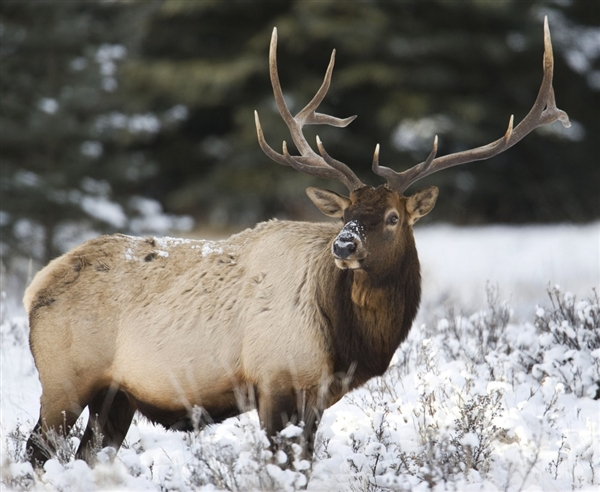 An Bull Elk with snow on his face is seen near the road between Banff and Lake Louise, Alberta, Canada, in this 2009 photo. Elk are one of the groups of mammals researchers say will be able adapt surroundings and keep up with climate change. Don Emmert / AFP / Getty Images file
