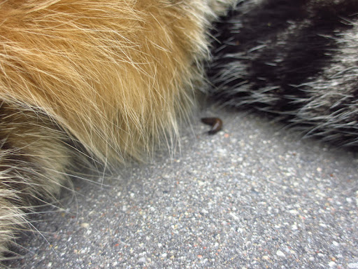 Another slug!  A mini little guy I named Bixby!  He was over for a playmate with Sarah.