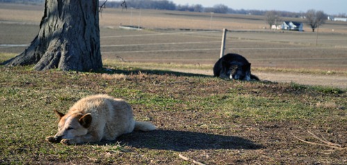 [Kodi%2520and%2520Sadie%2520naptime%255B3%255D.jpg]