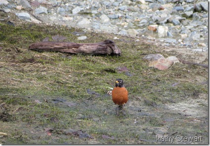 Robin in the muck
