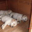 chiots Labrador