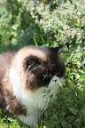 I just love the euphoria that catnip, or Nepeta, causes.