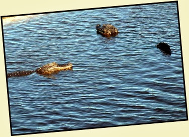 01d - Early Morning Walk - Gators in water staying warm