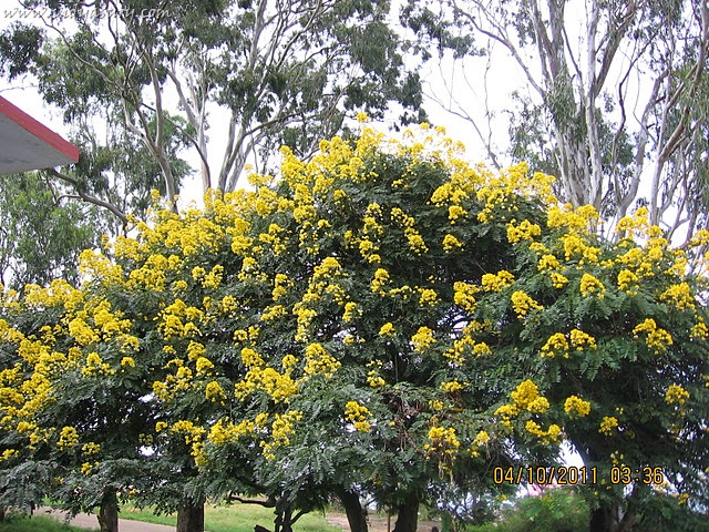 [VidyaSury%2520Tree%255B22%255D.jpg]