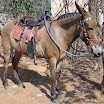 2EncontrodeMuladeiros-432.JPG