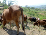 Des vaches en paturage dans les moyens plateaux de Bibokoboko au Sud-Kivu. Des vaches en paturage dans les moyens plateaux de Bibokoboko au Sud-Kivu.