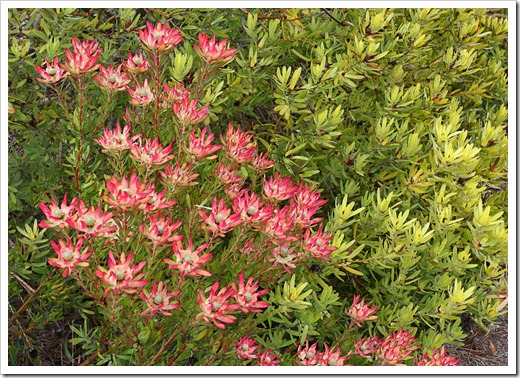 120211_UCSC_Arboretum_Leucadendron-salignum-Winter-Red- -Leucadendron-laureolum